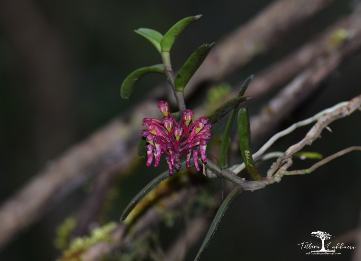 Robiquetia brevifolia (Lindl.) Garay